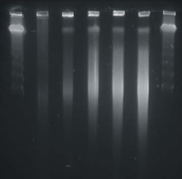 TUNEL-positive cells were easily detectable at the end of differentiation (day 5 and day 7); B - DNA from