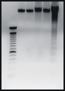 49 A Stimulus Concentration Time course DNA laddering Staurosporine 2.5µM; 10µM 24h-48 h none Staurosporine +CHX 2.
