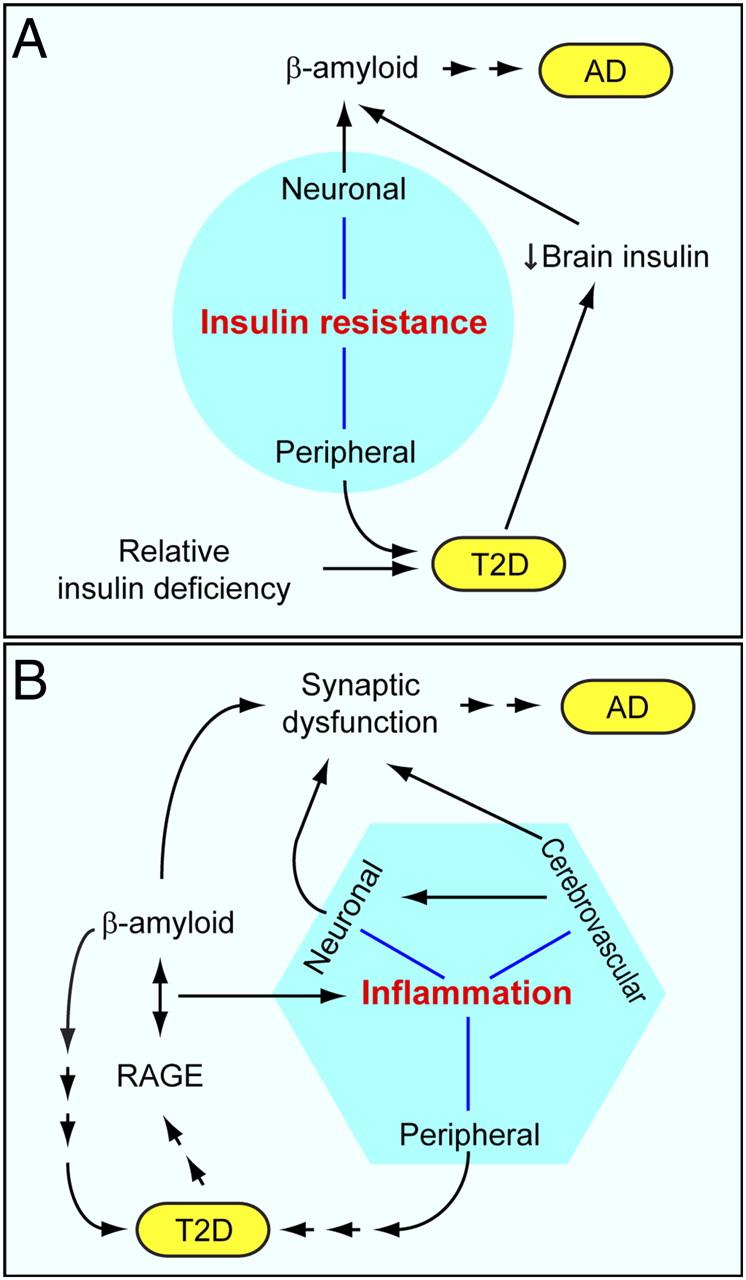 Insulin, T2D, AD Insulin resistance and reduced insulin levels in