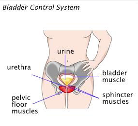 What is Urinary Incontinence (UI)?