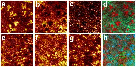 Positive TOF-SIMS images of adipose tissue Phosphocholine Unsaturated DAG Saturated DAG Field of view: 500 500 µm 2 Sample