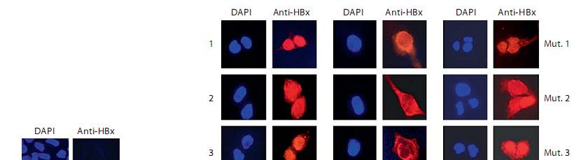 HBx Mutants Dysregulate STAT/SOCS Signaling A different distribution of HBx mutant proteins in transfected cells,