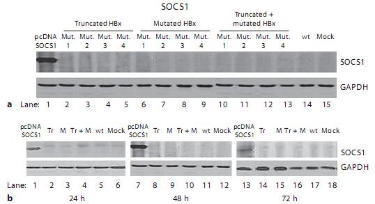 HBx Mutants Dysregulate STAT/SOCS