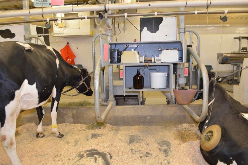 1. AA metabolism post-calving 10 cows