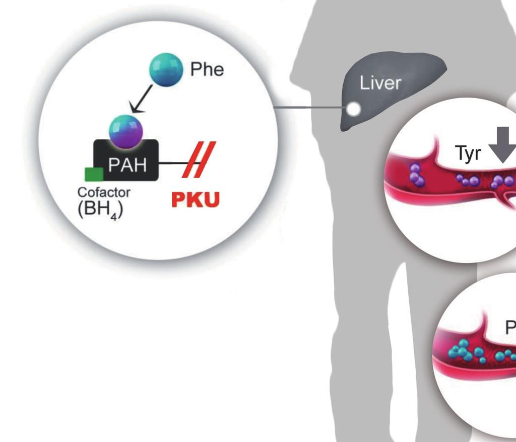 Defective PAH enzyme converts less Phe into Tyr, leading to higher Phe levels. 3. High blood Phe levels and low Tyr levels cause changes in the brain. 1 9 how is PKu detected and treated?