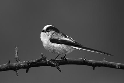 5 88 Long-tailed tit 7 42.
