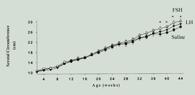 Sertoli cell numbers in calves from 5-56 wk of age Bagu, 2000 Effects of 4 mg FSH, 3 mg LH, or saline every 2nd day from 4-8 wk of age on the attainment of puberty (Puberty: when SC 28cm) Bagu, 2006