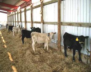 Effects of different levels of nutrition in calfhood or postweaning Experiments I - IV, ~14 calves per group I Postweaning period II Calfhood and postweaning III Restricted in calfhood IV Augmented