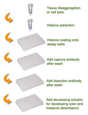PRINCIPLE & PROCEDURE The EpiQuik Global Histone H4 Acetylation Assay Kit is designed for measuring global histone H4 acetylation.