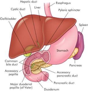 Haustra 13 14 Gastrointestinal Absorption Accessory Organs