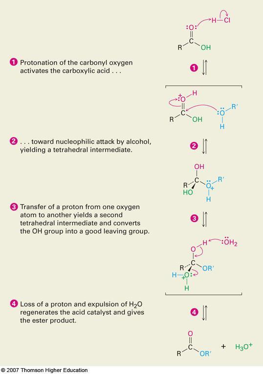 Mechanism of the Fischer Esterification The reaction is an acid-catalyzed, nucleophilic acyl substitution of a carboxylic acid When 18