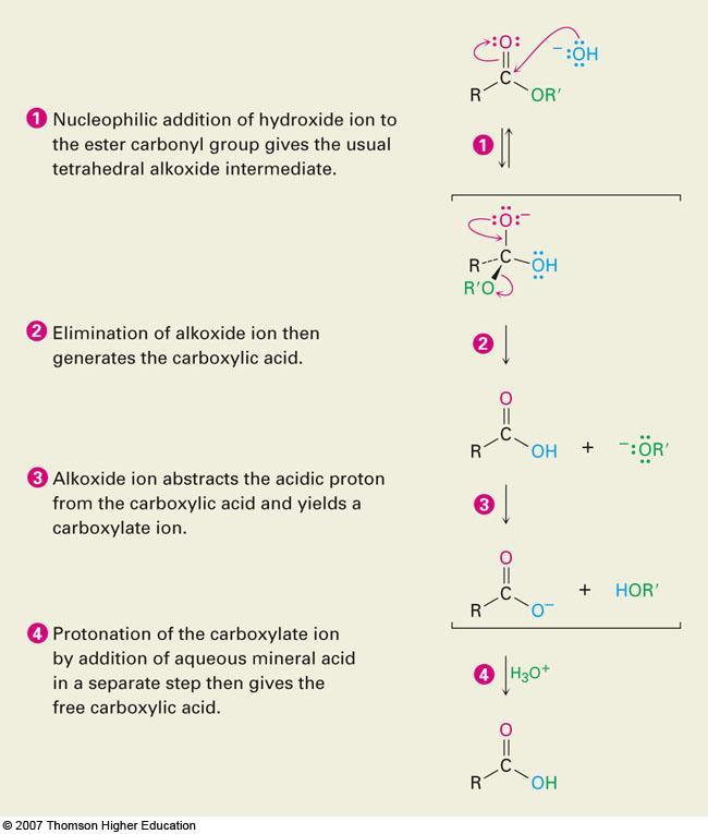 Mechanism of Ester Hydrolysis Hydroxide