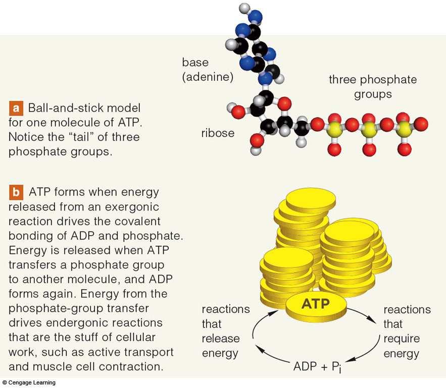 ATP: Energy