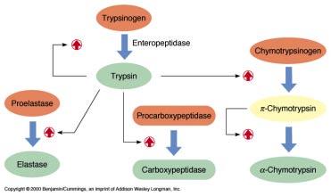 ACTIVATION OF INTESTINAL PROTEASES ENZYMES REGULATED VIA PROTEOLYSIS: THE BLOOD