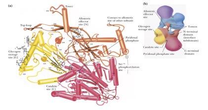 An example: Glycogen phosphorylase Role: breaks glycogen down to glucose Where: liver and muscle
