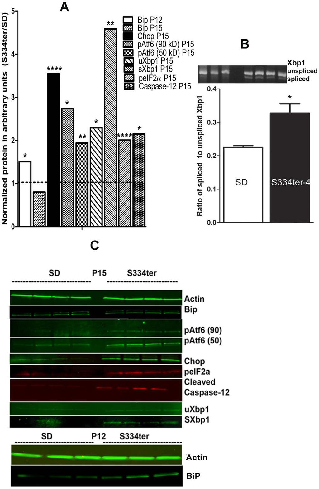 Figure 3. The ER stress markers BIP and CHOP proteins in retinas from S334ter-4 Rho rats.