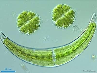 An evolving model for algae