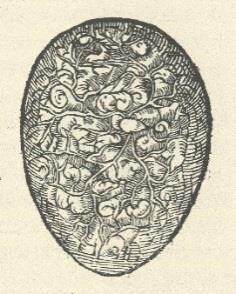 22: Fetal development sequence, Rueff 1554.