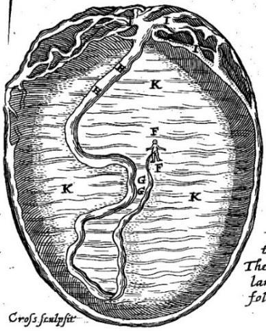 Illustrations the fetus from elbow to mid-thigh, so it is proposed that Rueff copied that incorrect concept from Vesalius, or his imitator Geminus, as in Figure 4.23. Wolveridge 1670.