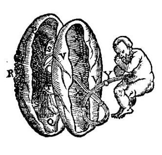 546 Based on the findings of the current study it is proposed that Rueff was the likely originator of images that depicted the embryology genre.