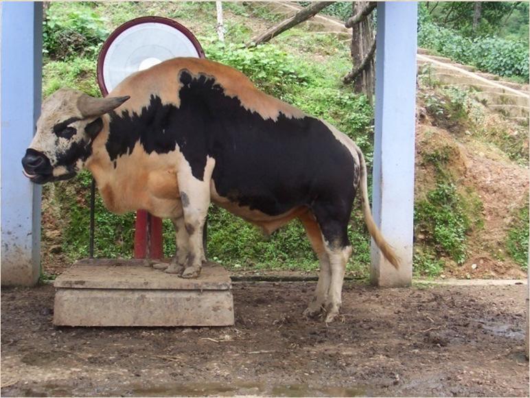 AUGMENTING REPRODUCTIVE EFFICIENCIES IN MITHUN THROUGH BIOTECHNOLOGICAL INTERVENTION K.