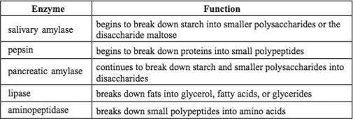 The following section focuses on several human digestive enzymes. Read the information below and use it to answer the four multiple-choice questions and one open-response question that follow.