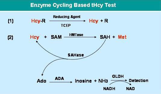 into the Hcy conversion reaction catalyzed by Hcy methyltransferase to form a Hcy conversion cycle with a concomitant accumulation of Ado which is detected through a NAD/NADH coupled enzyme reaction