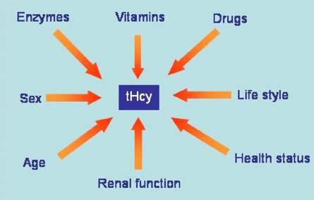What Causes Elevation of Hcy? There are several factors that cause elevation of Hcy levels in blood. They are listed in Figure 2 below: Figure 2 1.