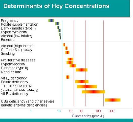The extent to which these factors affect blood Hcy levels is shown in Figure 3. How Does Hcy Cause Vascular Disease?