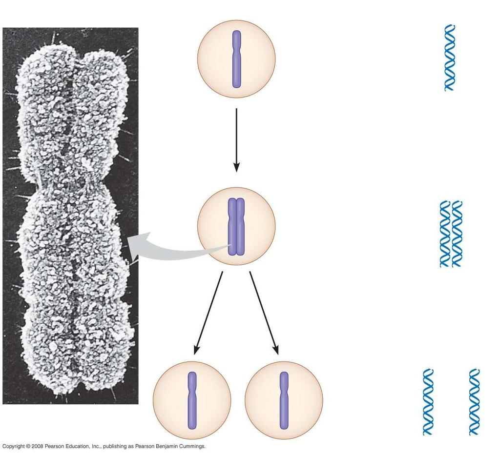 0.5 µm Chromosomes DNA molecules Chromosome arm Centromere Chromosome duplication (including DNA synthesis) Sister