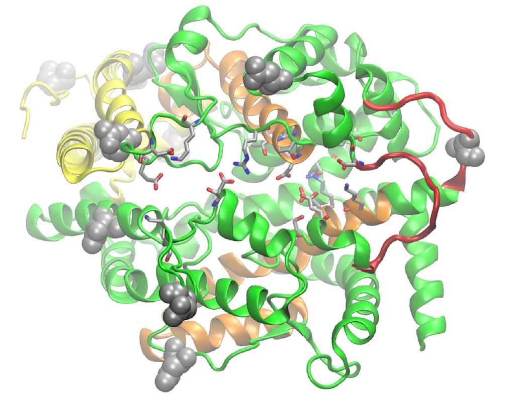 Sub-domain I N-ter Hinges Ndom Subdomain interaction Stable active site Cdom Subdomain repulsion Flexible