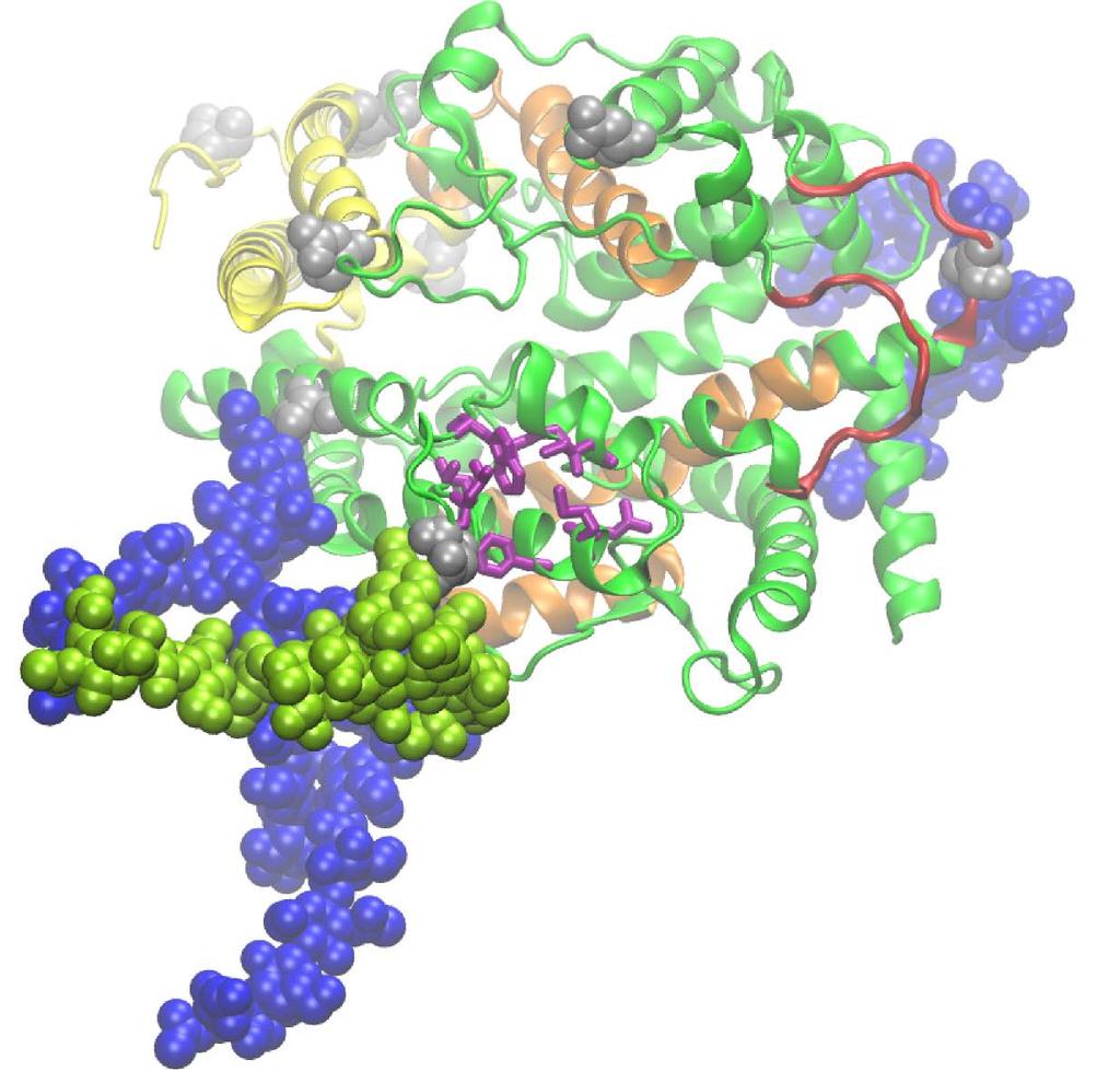 ANS binding: slight ROS protection Residues with RMSF Cdom > Ndom Lacking glycan ANS binding: