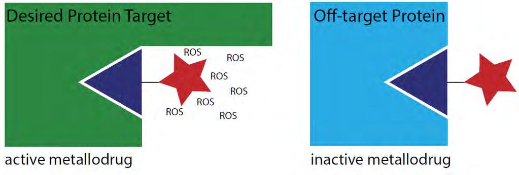 Transition metals offer benefit of designing compounds with complex architectures, chemical diversity & novel MOA Metal chelation and linkage to a target recognition domain allows ROS production at