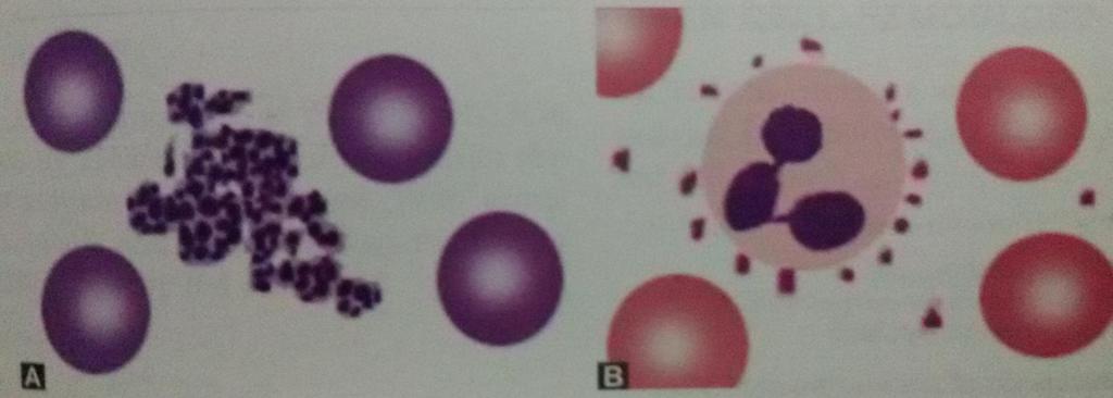Clumps of platelets Platelet satellitism.