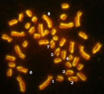 University of Agricultural Sciences and Veterinary Medicine Iasi Fig. 4 RBA-banded female buffalo normal karyotype Fig.