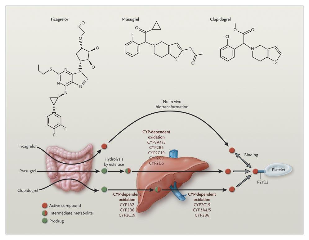 Biotransformation and Mode of Action of Clopidogrel, Prasugrel,