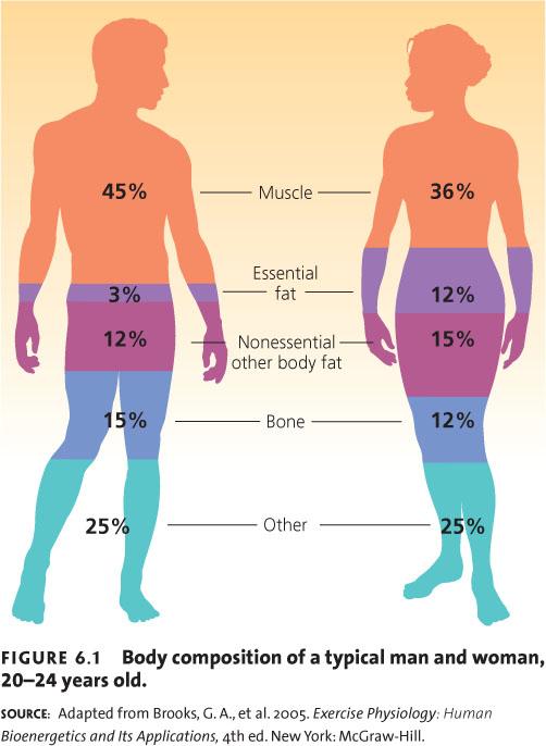 Body Composition of a Typical
