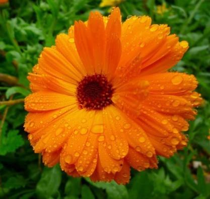 class of Asteraceae. Calendule in the liquid form is usually used to cure acne, decreasing infection, sooth irritated tissue and control bleeding.