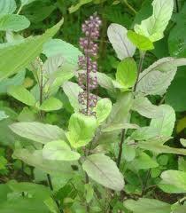 OCIMUM SANCTUM: Commonly called as Holy basil and locally as Tulsi, is omnipresent in tradition. Maybe it acts as healing basil was influential in its blessed association.