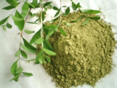 LAWSONIA INERMIS: Henna comes from the plant, Lawsonia inermis which belongs to family Lythraceae that contains a dye molecule known as Lawsone, which when treated or processed becomes Henna powder