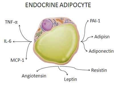 Basic Science of Adipose Tissue: Fat is an endocrine organ In 1994, Leptin was found to originate from the adipocyte.