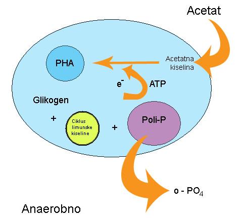 Slika 1. Predloženi biokemijski mehanizam metabolizma fosfat-akumulirajućih bakterija u anaerobnim i aerobnim uvjetima, prilagođeno iz Seviour i sur. (20