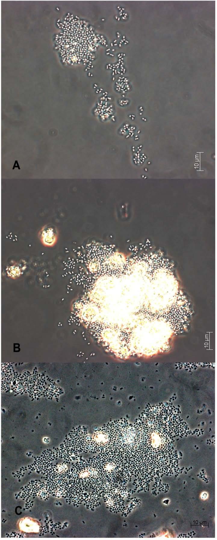 Slika 26. Stanice bakterije A.