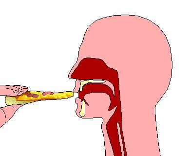 Functions of the Digestive Tract Mouth: Ingestion of food This is where food enters the digestive tract Mechanical