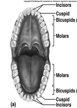 attached by the lingual frenulum; contains papillae which houses taste buds; mixes food Vestibule space between lips, teeth & gums Tonsils lymphatic tissues Mouth (Oral