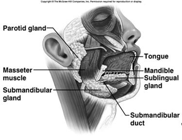 Salivary Glands Secretes saliva which moistens food Mucosa cells secrete mucus that binds food (bolus) Serous cells produce amylase that digest starches Solvent for taste buds Keeps ph of mouth about