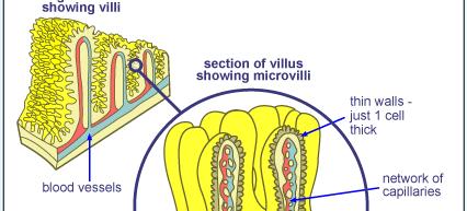 Villi and Microvilli All six essential nutrients are absorbed into the capillaries located in the microvilli See Page 361 in your textbook Small