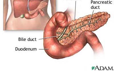 Small Intestine Chemical Digestion Two major glands involved in digestion in the small intestine: 1. The Pancreas 2.