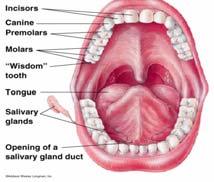 salivary amylase Tongue covered in papillae that contain taste buds Uvula prevents food from going up into the pharynx when we swallow Pharynx Made up of muscular walls containing:
