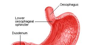 Esophagus Made up of circular and longitudinal muscles which expand and contract to move food to the stomach by peristalsis Stomach J-shaped sac in the middle of the digestive tract Has two